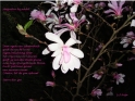 magnolia-sterre-anja